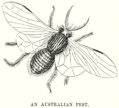 Egy ausztrál pestis (metszet) alkotó: English School