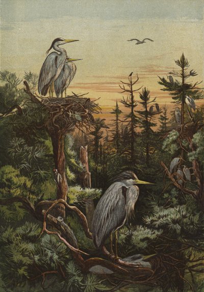 Emelkedett otthon alkotó: English School