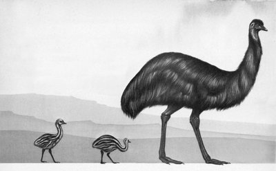 Egy emu a csibéivel alkotó: English School