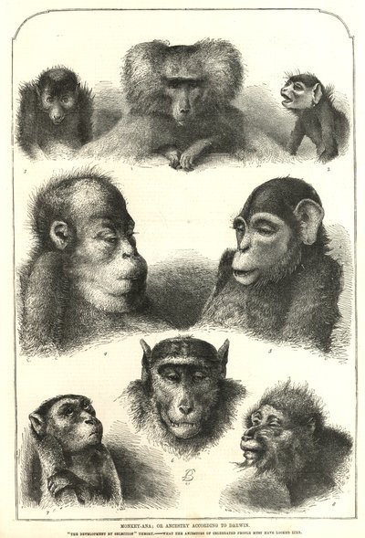 Ősök Darwin szerint alkotó: English School