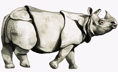 Ősi orrszarvú alkotó: English School