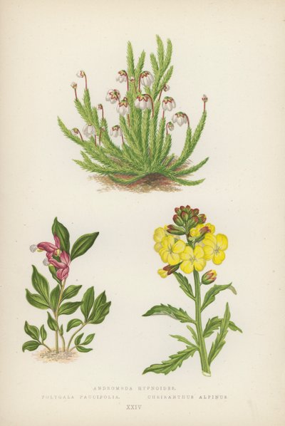 Andromeda hypnoides; Polygala Paucifolia; Cheiranthus Alpinus (színes litográfia) alkotó: English School