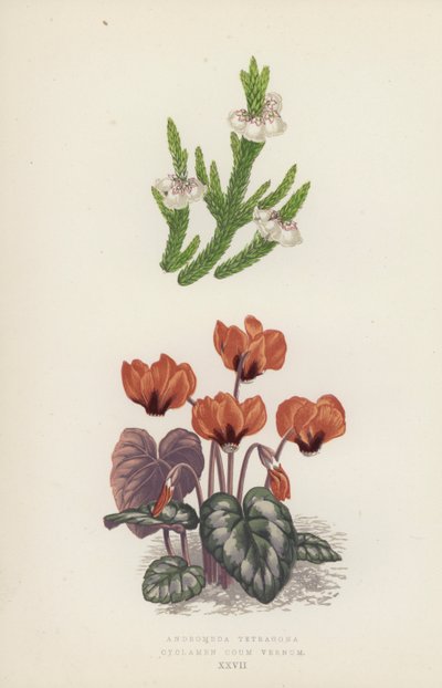 Andromeda Tetragona; Cyclamen Coum Vernum (színes litó) alkotó: English School