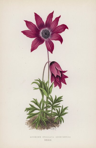 Anemone Stellata, Hortensis (színes litográfia) alkotó: English School