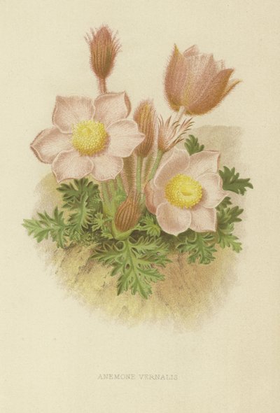 Anemone vernalis alkotó: English School