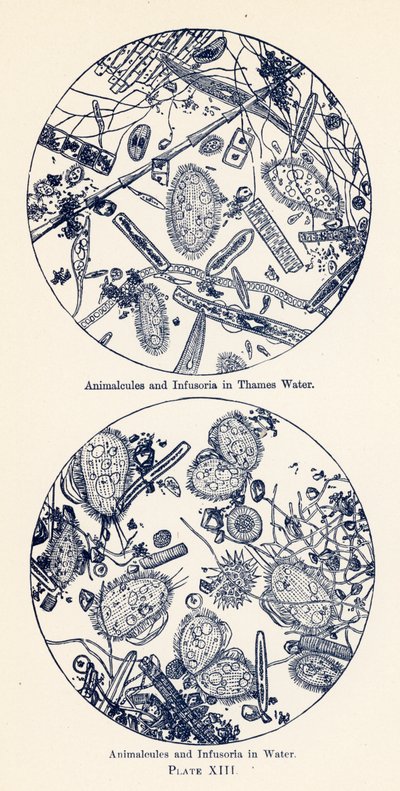 Animalcules és Infusoria vízben (színes litográfia) alkotó: English School