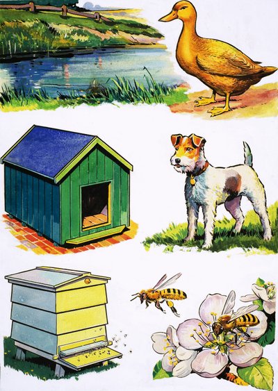 Tiere und ihre Häuser von English School