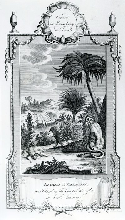 Animals of Maragnan, illusztráció a Moores Voyages and Travelsből, 1778 alkotó: English School