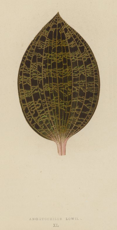 Anoectochilus Lowii alkotó: English School