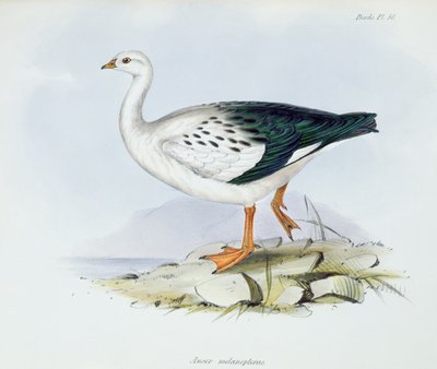 Anser Melanopterus, The Zoology of the Voyage of H.M.S. Beagle 1832-36, Charles Darwin (1809-92), 1840 alkotó: English School