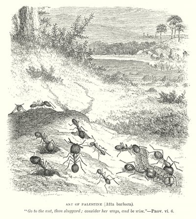 Palesztinai hangya (Atta Barbara) (metszet) alkotó: English School