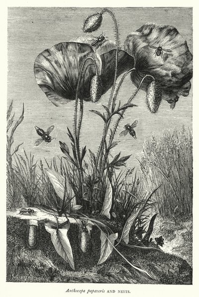 Anthocopa papaveris és fészkek (metszet) alkotó: English School