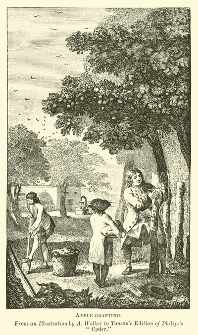 Almaoltás alkotó: English School