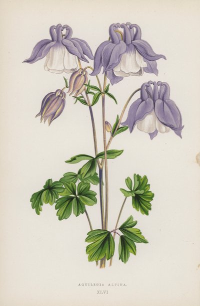 Aquilegia Alpina (színes litó) alkotó: English School