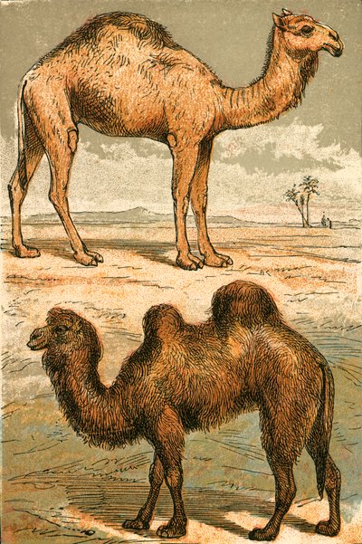Arab teve és baktriai teve alkotó: English School