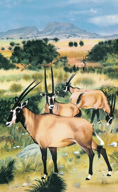 Arab oryx alkotó: English School