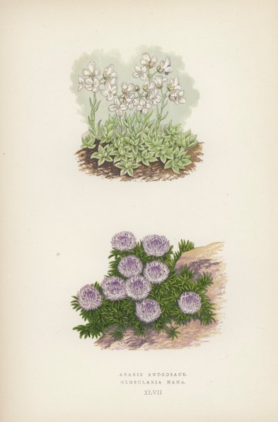 Arabis Androsace; Globularia Nana (színes litó) alkotó: English School