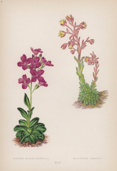Arabis; Saxifraga Ambigua (színes litho) alkotó: English School