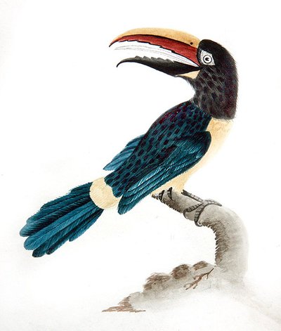 Aracari tukán alkotó: English School