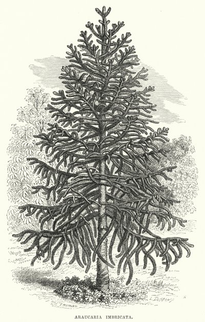 Araucaria Imbricata (metszet) alkotó: English School