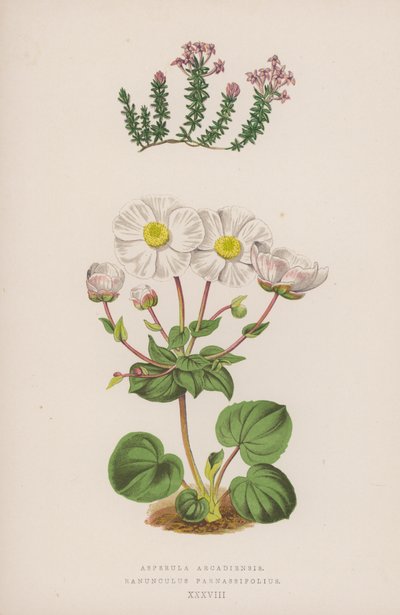Asperula Arcadiensis; Ranunculus Parnassifolius (színes litográfia) alkotó: English School