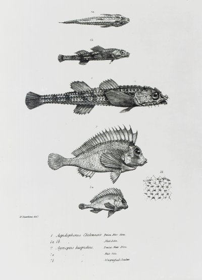 Aspidophorus Chiloensis és Agriopus Hispidus, Charles Darwin „The Zoology of the Voyage of H.M.S Beagle, 1832-36” 7. lemeze alkotó: English School