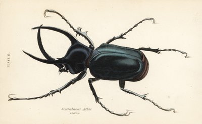 Atlaszbogár, Chalcosoma atlasz (Scarabaeus atlas) alkotó: English School