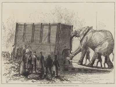 Kísérlet Jumbo, a Nagy Elefánt eltávolítására az Állatkertből (litho) alkotó: English School