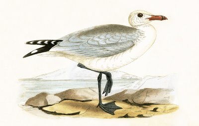 Audouin sirály, illusztráció Charles Robert Bree (1811-86) "A History of the Birds of Europe Not Observed in the British Isles" című, 1867-ben megjelent művéből. alkotó: English School