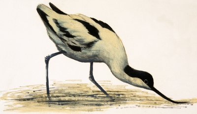 Avocet alkotó: English School