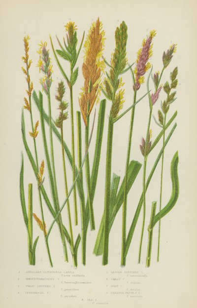 Tengelyes-fürtös Carex, Boenninghausen