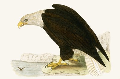 Kopasz sas, illusztráció Charles Robert Bree (1811-86) „Európa madarainak története, amelyeket nem figyeltek meg a Brit-szigeteken” című művéből, 1867. alkotó: English School