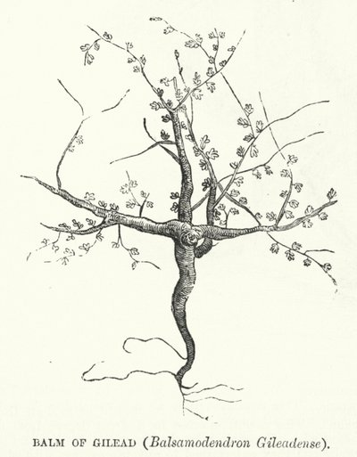 Gileadi balzsam, Balsamodendron Gileadense (metszet) alkotó: English School