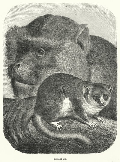 Barbary Ape (metszet) alkotó: English School