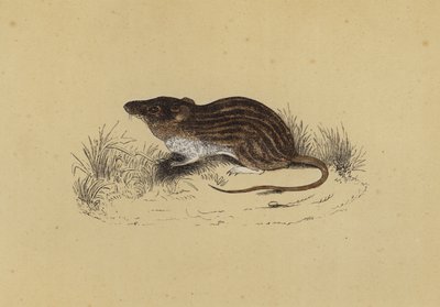 Barbary Mouse (színes litho) alkotó: English School