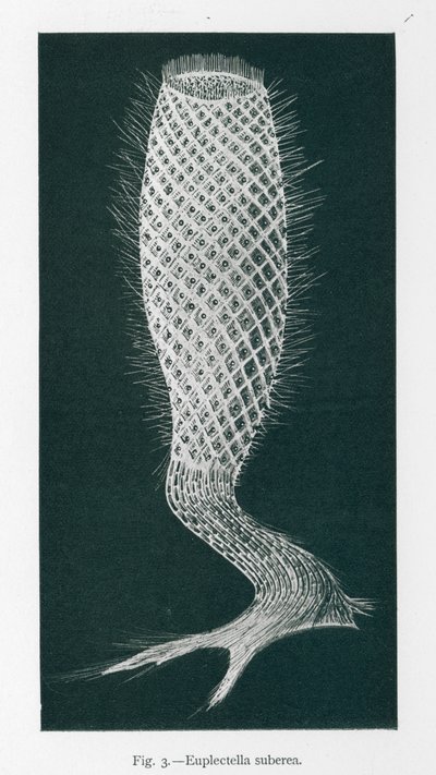 A természet szépségei: Euplectella Suberea (litho) alkotó: English School
