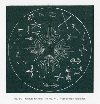 A természet szépségei: Szivacs szivacsok (litográfia) alkotó: English School