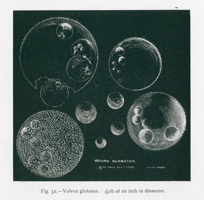 A természet szépségei: Volvox Globator (litográfia) alkotó: English School