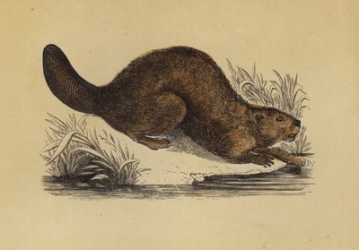 Hód (színes litó) alkotó: English School