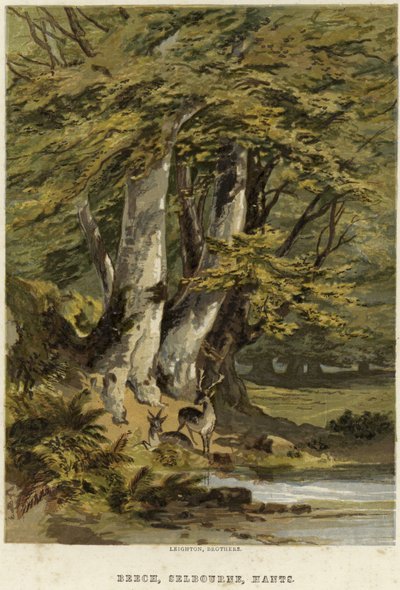 Bükkfák, Selborne közelében, Hampshire-ben alkotó: English School