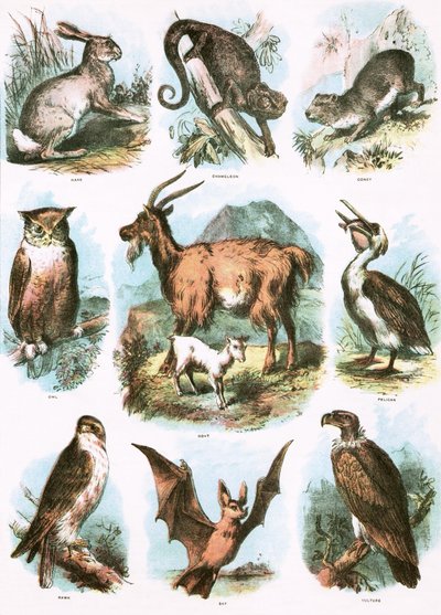 Bibliai illusztrációk alkotó: English School