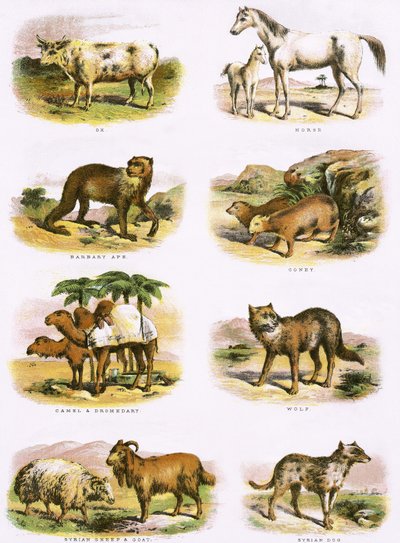 Bibliai természetrajz alkotó: English School