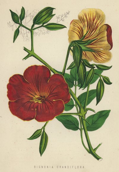 Bignonia Grandiflora (chromolitho) alkotó: English School