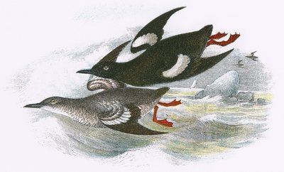 Fekete Guillemot alkotó: English School