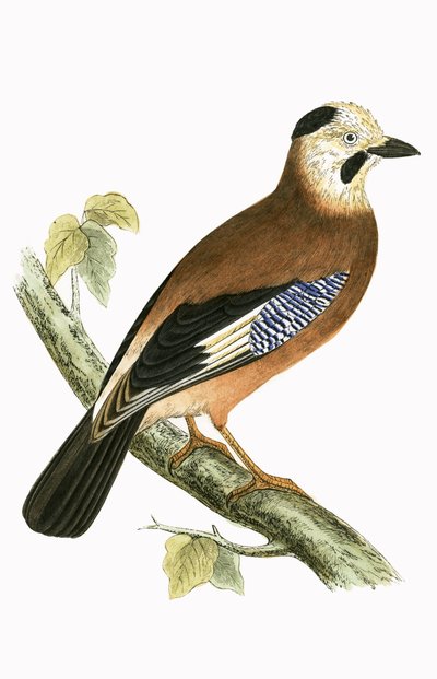 Black Headed Jay, illusztrációja Charles Robert Bree (1811-86) „A History of the Birds of the Birds of Europe Not Observed in the British Isles” című könyvéből, 1867. alkotó: English School