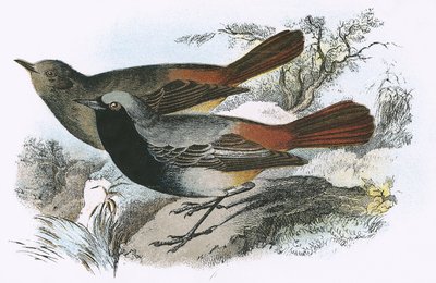 Fekete Redstart alkotó: English School