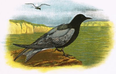 Fekete csér alkotó: English School