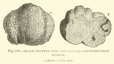 Fekete szarvasgomba (Tuber melanospermum); Föld alatti gomba alkotó: English School