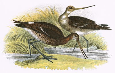 Feketefarkú Godwit alkotó: English School