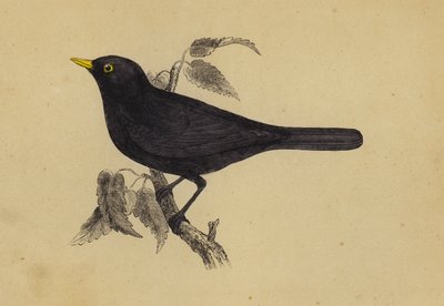 Blackbird (színes litó) alkotó: English School